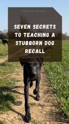 Dog Recall Training, Dog Tricks Easy, Dog Recall, Dog Commands, Dog Behavior Training, Puppy Time, Dog Remedies, Dog Behavior Problems, Dog Enrichment