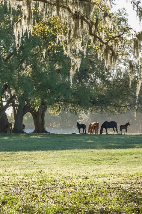 Horse Paddock, Horse Farm Ideas, Dream Stables, Hay Barn, Play Garden, In The Summertime, Specimen Trees, Dream Barn, Horse Property