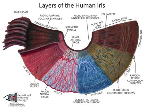 Chart of Holistic Iridology® Iridology Chart, Eye Anatomy, Emotion Chart, Biology Lessons, Eye Exam, Naturopathy, Medical Knowledge, Holistic Medicine, Human Eye