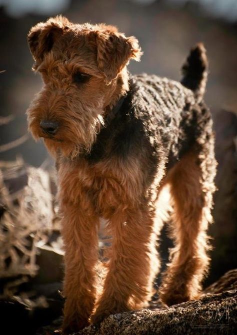 53. Terrier Galés | Pertenece al grupo de Terriers. Altura promedio: 35.6 a 38.1 cm al hombro. Peso promedio: Hasta 9 kg. Welch Terrier, Airedale Dogs, Chat Diy, Lakeland Terrier, Welsh Terrier, Wire Fox Terrier, About Dogs, Airedale Terrier, Fox Terrier