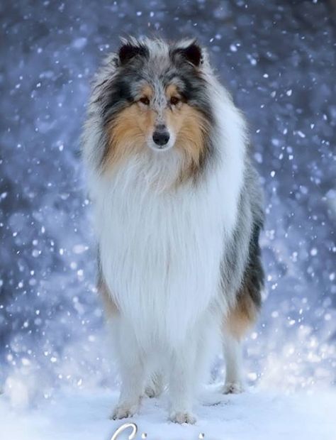 Rough Collie Blue Merle, Blue Merle Rough Collie, Blue Merle Collie, Rough Collie Puppy, Burnese Mountain Dog, Rough Collies, Sheltie Dogs, Sheep Dogs, Shetland Sheep