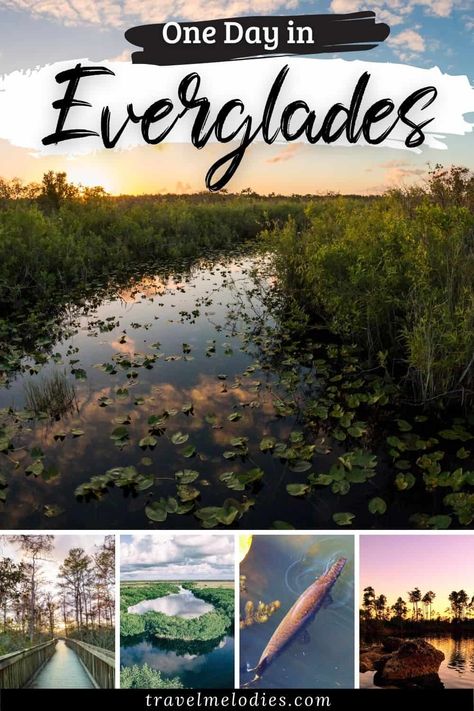 Florida Bucket List, Florida National Parks, Park Activities, Florida Everglades, Usa Florida, Everglades Florida, Everglades National Park, Florida City, National Parks Map