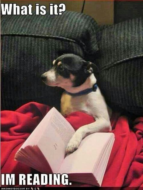 What is it? I'm reading. Dog Reading, Toy Fox Terriers, An Open Book, Rat Terriers, Funny Dog Pictures, Reading A Book, Open Book, Book Humor, I Love Books