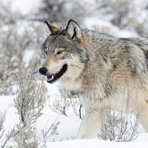 Yellowstone Wolves, North American Beaver, Deer Species, Channel Islands National Park, Wild Photography, Wolf Photography, Wild Wolf, Wolf Pictures, Beautiful Wolves