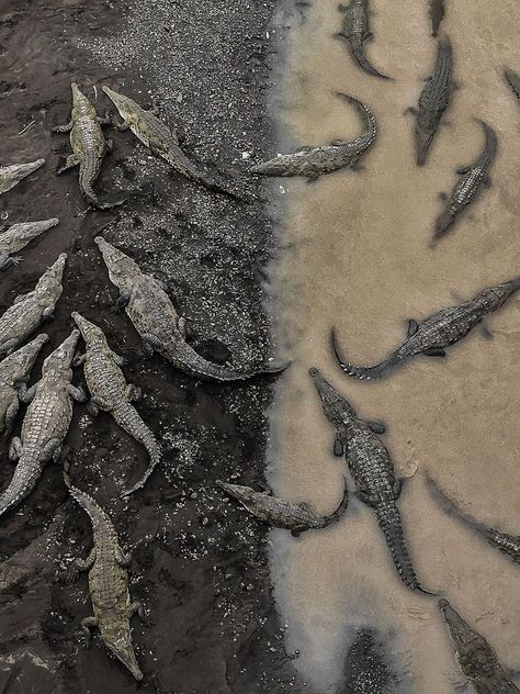 Third Place Winner, Nature: Crocodiles At Rio Tarcoles, Costa Rica - 21 Best Travel Photos Of 2017 Were Just Announced By National Geographic, And They’re Amazing American Crocodile, National Geographic Photography, Colossal Art, Crocodiles, Reptiles And Amphibians, National Geographic Photos, Drone Photography, On The Ground, Travel Photographer