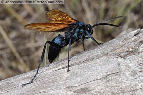 Tarantula Hawk Wasp, Tarantula Hawk, Hawk Tattoo, Beautiful Insects, Desert Animals, Bees And Wasps, Cool Bugs, Big Animals, Flipped Classroom