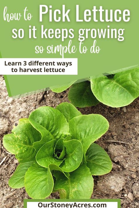 Harvest Lettuce, Growing Lettuce Indoors, Buttercrunch Lettuce, How To Harvest Lettuce, Succulent Planter Diy, Vegetable Garden Tips, Growing Lettuce, Vegetable Garden Diy, Garden Veggies