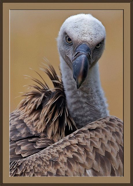 Feathered Dinosaurs, Bird Beaks, Mosaic Birds, Lovely Creatures, Unusual Animals, Bird Photo, Weird Animals, Birds Of Prey, Animal Illustration