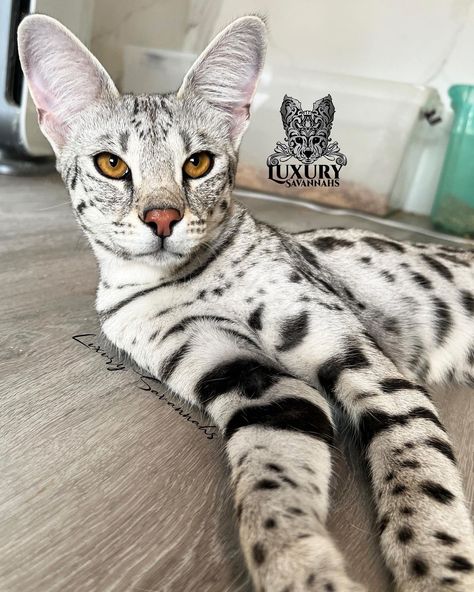 Savanna Cat, F1 Savannah Cat, Savannah Cat, Gorgeous Cats, Cat House, Cat Breeds, Savannah, Savannah Chat, Muse