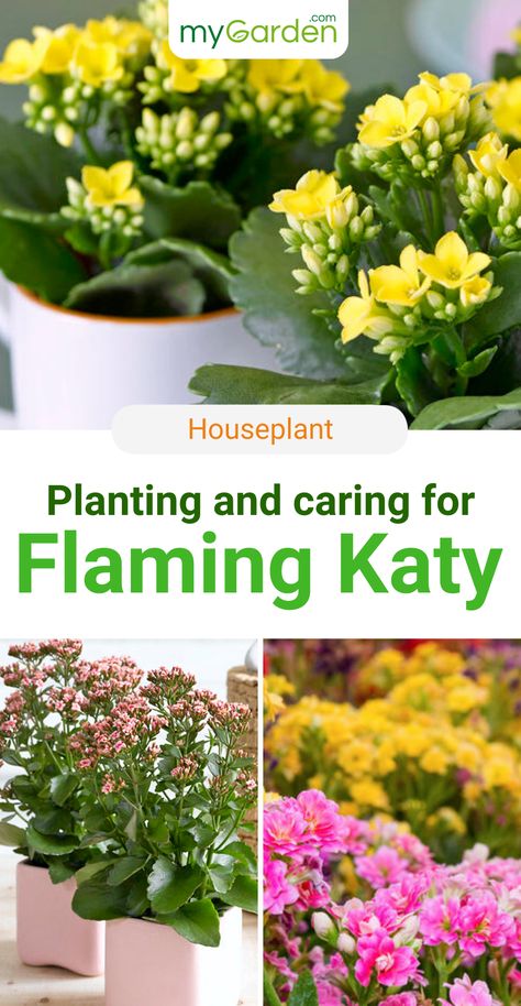 Flaming Katy is a very popular windowsill classic with thick fleshy leaves and flowers in a variety of colors like red, yellow, white, orange, and pink. Do you want to enjoy this beautiful flower next year from February to June? We have summarized all the information about planting, care, watering, fertilizing and much more. #mygarden #houseplant #flamingkaty Flamingo Lily Plant Care, Red Hot Poker Plant Care, Flaming Katy Plants, Flaming Katy, Red Prayer Plant, Non Poisonous House Plants Cats, Wilted Flowers, June Flower, Kalanchoe Blossfeldiana