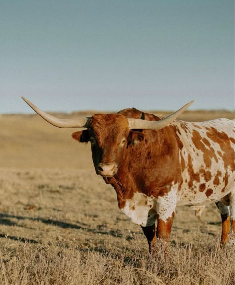 Country Esthetics, Longhorn Photography, Bull Aesthetic, Cattle Photography, Nguni Cows, Texas Longhorn Cattle, Nguni Cattle, Female Cow, Cowboy Photography