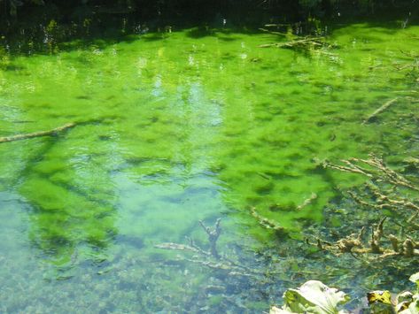 How to Get Rid of Algae in a Lake Algae In Ponds, Lake Landscaping, Trophic Level, Nature Reference, Pond Maintenance, Aquatic Ecosystem, Lakeside Living, Green Algae, Food Web