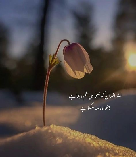 Quotes Heartfelt, Islamic Quotes In Urdu, Beautiful Flower Drawings, Heart Touching Lines, Touching Words, Quotes In Urdu, Cute Laptop Wallpaper, Phone Wallpaper Pink, Quotes Thoughts