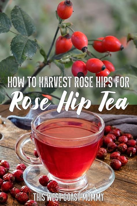 Harvest Rose Hips, Rosehip Recipes, Rose Hip Tea, Rosehip Tea, Herbal Tea Recipes, Dry Rose, Herbal Medicine Recipes, Tea Drink Recipes, Food Foraging