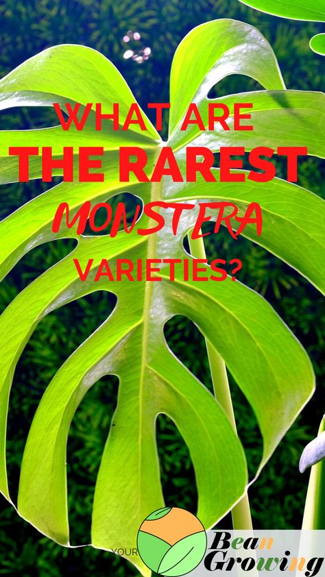 Monstera Varieties, Monstera Obliqua, Lucky Plant, Tropical House Plants, Monstera Adansonii, Cheese Plant, White Patches, Tropical House, Monstera Plant