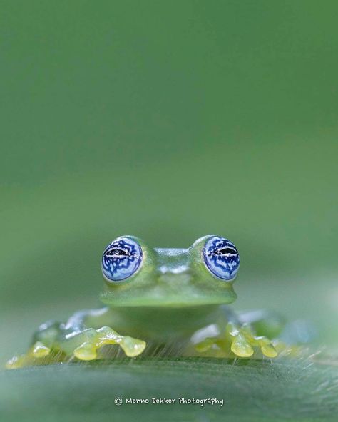 Staring Contest, Amazing Frog, Bbc Earth, Glass Frog, Lovely Animals, Incredible Creatures, Frog And Toad, Stray Cat, Reptiles And Amphibians