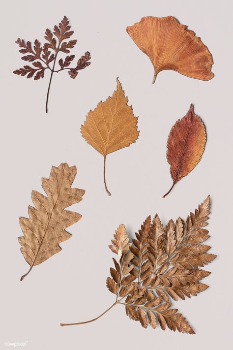 Dried leaves on white background collection | premium image by rawpixel.com / KUTTHALEEYO #picture #photography #inspiration #photo #art Leaves With White Background, Dry Leaves Aesthetic, Dried Leaves Art, Dried Flowers Aesthetic, Aesthetic Leaf, Aesthetic Leaves, Dry Leaf Art, Leaves Aesthetic, Dry Leaves