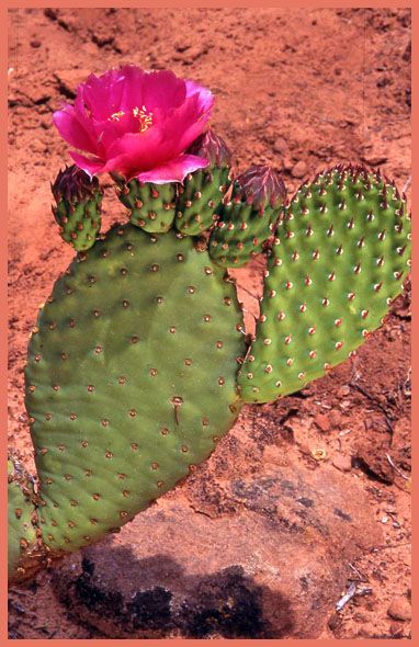 Beavertail Cactus Cactus Reference Photos, Cactus Reference, Beavertail Cactus, Botanical Drawing, Reflection Art, Plant Ideas, Botanical Drawings, The Pond, Cactus And Succulents