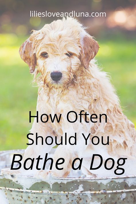 How often you need to bathe your dog plus tips on bathing dogs that don't enjoy bath time. Dog Smells, Dog Essentials, Dog Tips, Dog Bath, Dog Funny, Dog Safety, Lhasa Apso, Dog Care Tips, Puppy Care