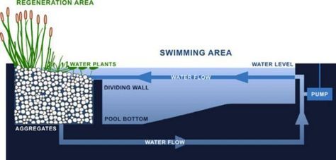 Natural swimming pond zone diagram | Minimum pool size recommendations range from 30 to 50 square meters, but we have also seen much smaller pools that function quite well. Depending on design, swimming zones typically comprise 50 to 70% of the total water surface area; the rest is dedicated to filtration. Water is pumped to shallow areas with abundant plant life and aggregate that act as natural filters, keeping water pure and clear. In order for plants to thrive, pH levels should be main... Swimming Ponds, Swimming Pool Pond, Pool Pond, Natural Swimming Ponds, Zen House, Swimming Pond, Natural Pond, Swim Pool, Natural Swimming Pools