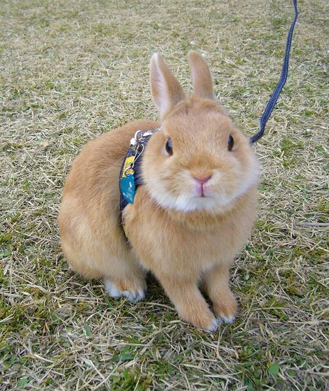 Out for a walk in the park. Orange Bunny, Rabbit Farm, House Rabbit, Bunny Pictures, Honey Bunny, Cute Hamsters, Pet Rabbit, Cute Animal Pictures, Nature Animals