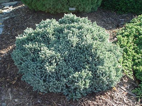 Blue Star Juniper Shrub, Juniperus Squamata Blue Star, Blue Point Juniper, Juniper Shrub, Juniperus Squamata, Blue Star Juniper, Little Lime Hydrangea, Circle Garden, Landscaping Shrubs