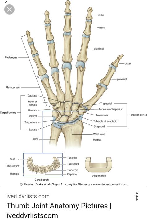 Hand Bone Anatomy, Wrist Anatomy, Human Hand Bones, Hand Bones, Human Skeleton Anatomy, Hand Anatomy, Anatomy Bones, Bolesti Chrbta, Skeleton Anatomy