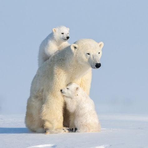 Polar Bear Images, Mom Bear, Penguins And Polar Bears, Baby Polar Bears, White Polar Bear, Baby In Snow, Baby And Mom, Animal Magic, Bear Cubs