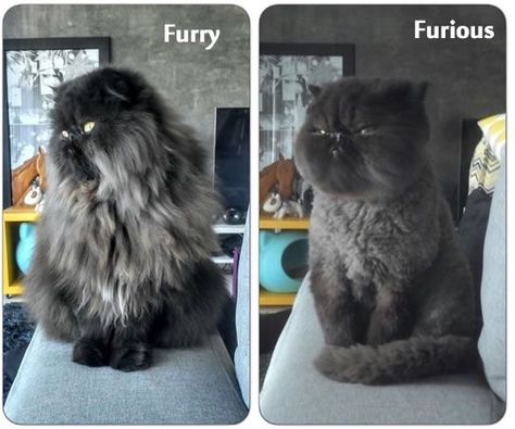 Cat Hairstyles For Cats, Cat Haircuts, Cat Grooming Styles, Cat Haircut, Long Hair Cut, Dog Grooming Tools, Cat Grooming Tools, Long Haired Dogs, Fun Pictures