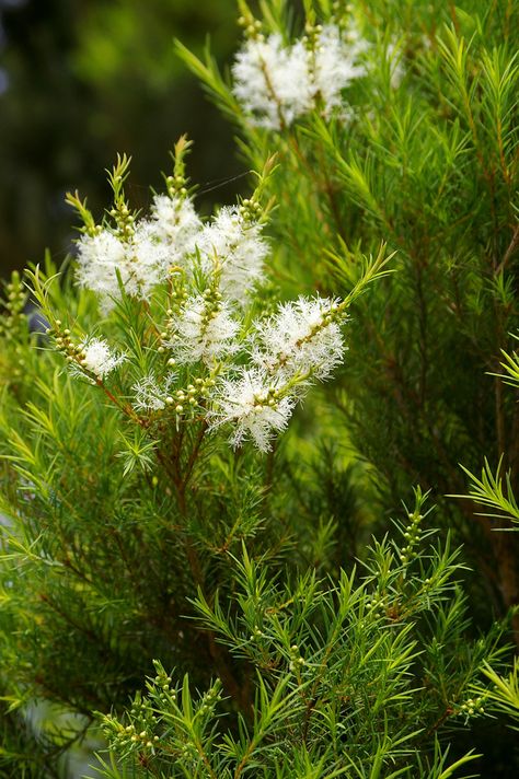 Melaleuca alternifolia, commonly known as narrow-leaved paperbark, narrow-leaved tea-tree, or snow-in-summer, is a species of tree or tall shrub in the plant genus Melaeuca. Native to Australia, it occurs in southeast Queensland and the north coast and adjacent ranges of New South Wales. It grows along streams and on swampy plats, and is often the dominant species where it occurs Melaleuca Tree, Home Remedies For Bronchitis, Tall Shrubs, Australian Tea Tree, Australian Native Garden, Snow In Summer, Australian Plants, Australian Native Plants, Australian Flora