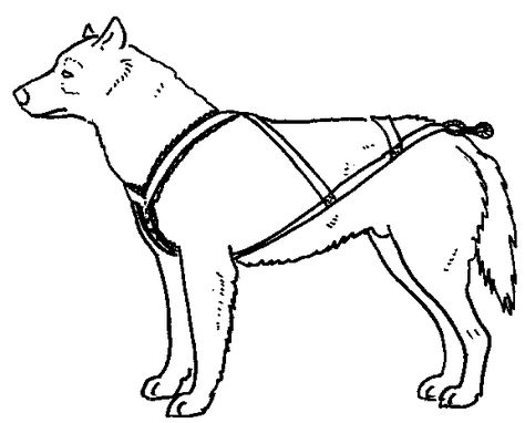 Make Your Own Dog Harness Sled Dog Harness, Dog Pulling Harness, Diy Dog Harness, Diy Dog Run, Harness Pattern, Dog Harness Pattern, Dog Cart, Dog Sled, Sled Dogs