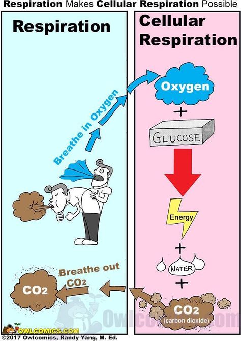 "Respiration" by Owlcomics: Making Science Reading Painless.  A science resource for k12 education.  Visit Owlcomics.COM for more! #owlcomics #education #edchat #sciencecomics Science Diagrams Biology, Cellular Respiration Notes, Cellular Respiration Diagram, Aerobic Respiration Diagram, Cell Respiration, Science Comics, Cellular Respiration, Science Reading, Biology Notes