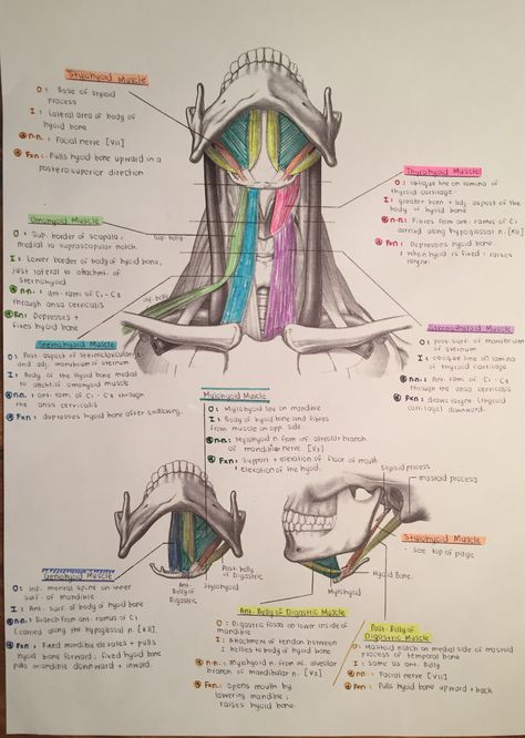 Muscles of the Anterior Triangle of the neck Dental Hygiene School, Dental Anatomy, Basic Anatomy And Physiology, Medicine Studies, Nurse Study Notes, Medical Student Study, Nursing School Survival, Medical School Motivation, Medicine Student