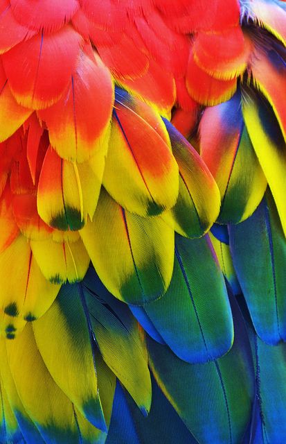 Macaw Feathers Colored Feathers, Macaw Feathers, Foto Macro, Parrot Feather, Color Flow, Magical Nature, Nature Tour, Colorful Feathers, Tropical Birds