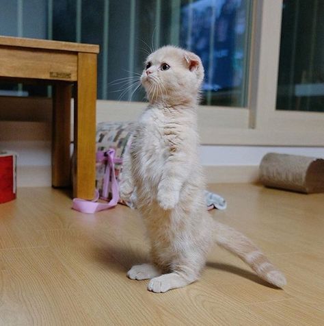 Kitten Stands up on Its Hind Legs and Gets a Photoshop Battle That Deserves a Standing Ovation - Cheezburger Söt Katt, Cat Stands, Cute Cats Photos, Cat Behavior, Cute Cats And Kittens, Cute Kittens, Beautiful Cats, Baby Cats, 귀여운 동물