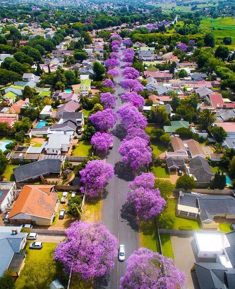 Mexico Family Vacation, Affordable Family Vacations, Vacation Captions, Family Vacation Tshirts, Nature Photography Trees, Jacaranda Tree, Surfing Pictures, Blooming Trees, Family Vacation Destinations