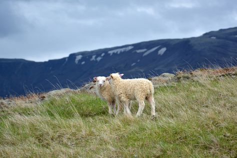 Eat and Drink Like an Icelander Culinary Travel, Eat And Drink, The Favorite, Iceland, Chef, Natural Landmarks, Drinks, Travel