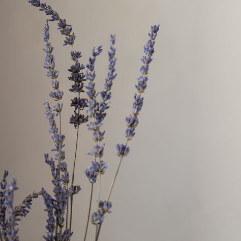 Dried Natural Lavender Bunch https://shop.magnolia.com/products/dried-natural-lavender-bunch Lavender Bunch, Lavender Tattoo, Muted Purple, Lavender Aesthetic, Blue And Purple Flowers, Lockwood And Co, Purple Tones, Lavender Plant, Instagram Feed Ideas