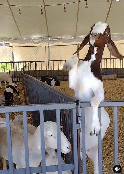 Goat Showing, Show Goats, Showing Livestock, Barn Ideas, Ffa, 2025 Vision, Farm Life, Farm Animals, Goats