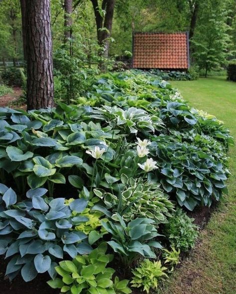 Gardening Designs on Instagram: “Planning to build your own beautiful garden? Don’t have any idea FROM WHERE & HOW to start?? 🍂 . LINK IN MY BIO 👉 Then check this 👇👇👇…” Hosta Border, Outdoor Gardens Landscaping, Hosta Gardens, Growing Hydrangeas, Decor Ikea, Planting Hydrangeas, Front House Landscaping, Shade Garden, Backyard Landscaping Designs