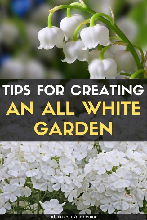 White Flower Beds In Front Of House, White Gardens Landscaping, White Flower Garden Ideas, White Flower Garden Landscaping Ideas, White Flower Planter Ideas, White Cottage Garden, White Flower Landscaping, White Flowers In Pots, White Perennials Full Sun