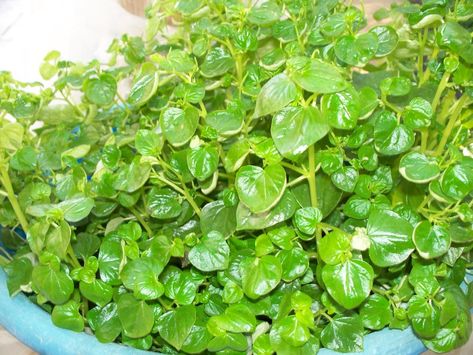 Uses of Shiny bush Peperomia pellucida (L.) Kunth