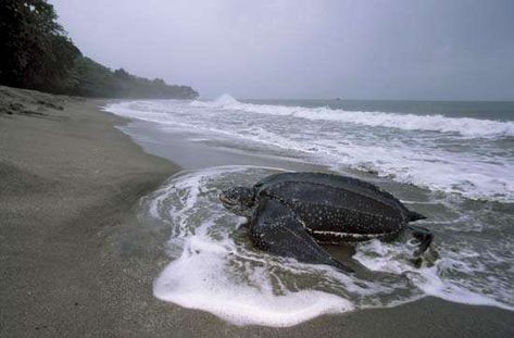 Sea Turtle Species, Marine Turtle, Turtle Conservation, Green Sea Turtle, Marine Conservation, Endangered Animals, Wildlife Conservation, Sea Turtles, Marine Animals