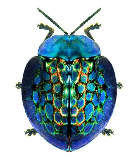 Stolas imperialis Colourful Insects, Amphibians Animals, Tortoise Beetle, Dart Frogs, Cool Insects, Art Coquillage, Bug Collection, Pet Tips, Beetle Insect