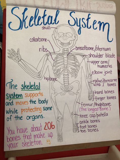 This is part of the Human Body Domain in first grade. This is the Skeletal system. Although they are learning the easy names of the bones, it is a good idea for them to start familiarizing with the real term. #humanbody, #bones, #bone, #skeletalsystem, #skeletal, #elementary, #femur, #206bones, Skeletal System Anchor Chart, Human Body Anchor Chart, Skeletal System Notes, Skeletal System Poster, Bone Project, Skeletal System Project, Hs Classroom, Human Body Science Projects, Skeletal System Anatomy