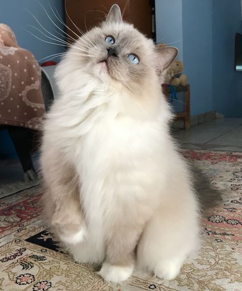 Mitted Ragdoll, Blue Ragdoll Cat, Blue Mitted Ragdoll, Ragdoll Cat Breed, Birman Cat, Söt Katt, Ragdoll Kitten, Gorgeous Cats, Ragdoll Cat