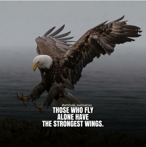 Eagle Mentality, Eagle Quotes, Badminton Quotes, Eagles Quotes, Lone Wolf Quotes, Philippine Eagle, Life Quotes Relationships, Millionaire Mindset Quotes, Inspirational Quotes Background