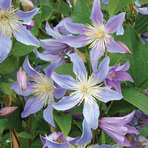 Clematis 'Blue River' - Climbing Plants - Van Meuwen Lilac Clematis, Clematis Varieties, Clematis Plants, Clematis Flower, Clematis Vine, Garden Vines, Climbing Vines, Blue Garden, Blue River