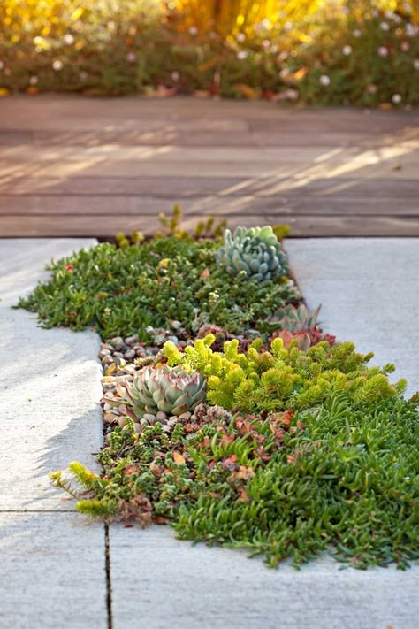 Plants Between Pavers, Garden Bed Pavers, Better Homes And Gardens Australia, Plants To Grow Between Pavers, Herb Garden With Pavers, Succulents Between Pavers, Paving With Plants In Between, Ground Cover Plants Australia, Spring Perennials