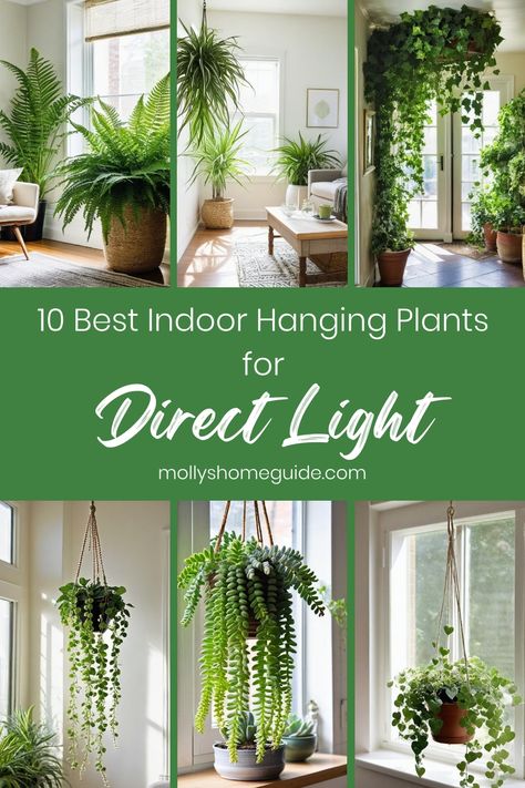 Explore a selection of the best indoor hanging plants that thrive in direct sunlight. These low-maintenance options are perfect for plant lovers looking to add aesthetic appeal to their space. From Spider Plants to String of Pearls, find the perfect plant that loves soaking up the sun. Whether you're new to plant care or a seasoned gardener, these hard-to-kill indoor plants are great additions to any indoor garden. Hanging Plants Direct Sunlight, Easy Plants To Take Care Of, Direct Sun Houseplants, Hanging Plants Indoor Kitchen, Hanging Plants Indoor Window, Hanging Succulents Indoor, Plants In Living Room Ideas, Indoor Hanging Plants Ideas, Best Indoor Hanging Plants